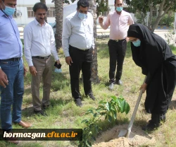 کاشت ١٧٠نهال نارنج  جدید در نارنجستان دانشگاه فرهنگیان هرمزگان 6