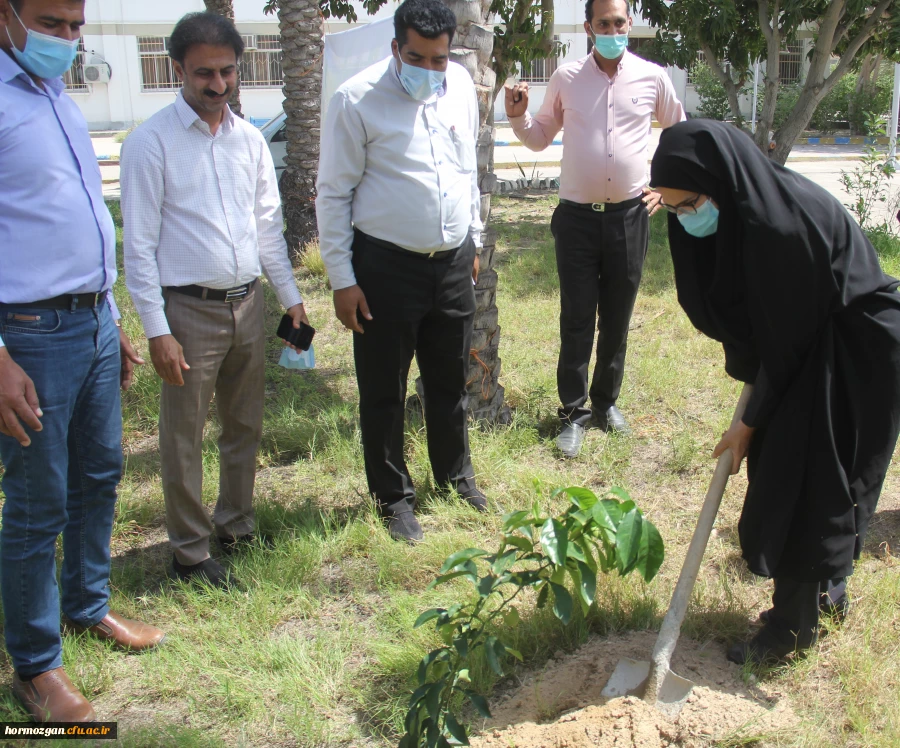 کاشت ١٧٠نهال نارنج  جدید در نارنجستان دانشگاه فرهنگیان هرمزگان 6