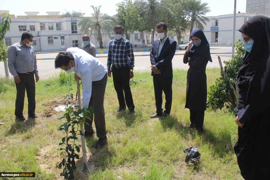 کاشت ١٧٠نهال نارنج  جدید در نارنجستان دانشگاه فرهنگیان هرمزگان 7