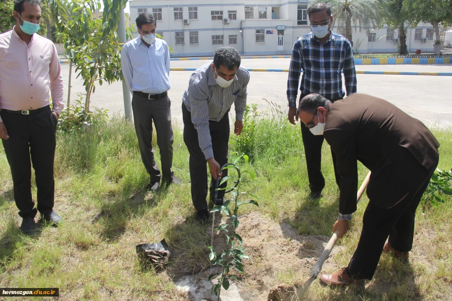 کاشت ١٧٠نهال نارنج  جدید در نارنجستان دانشگاه فرهنگیان هرمزگان 5