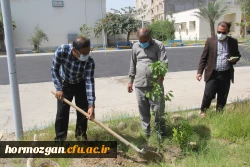 کاشت ١٧٠نهال نارنج  جدید در نارنجستان دانشگاه فرهنگیان هرمزگان 8