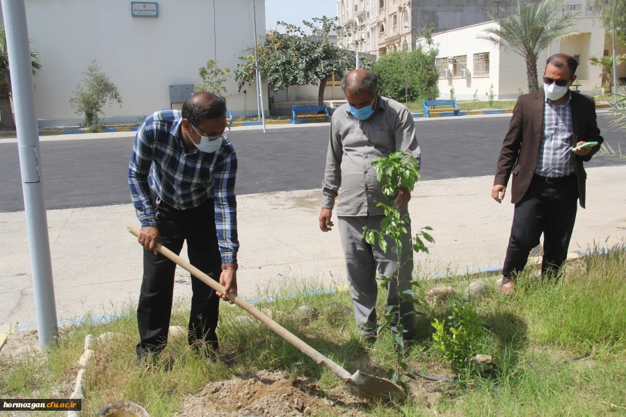 کاشت ١٧٠نهال نارنج  جدید در نارنجستان دانشگاه فرهنگیان هرمزگان 8