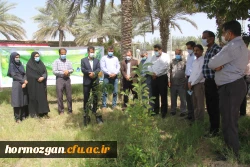 کاشت ١٧٠نهال نارنج  جدید در نارنجستان دانشگاه فرهنگیان هرمزگان 9
